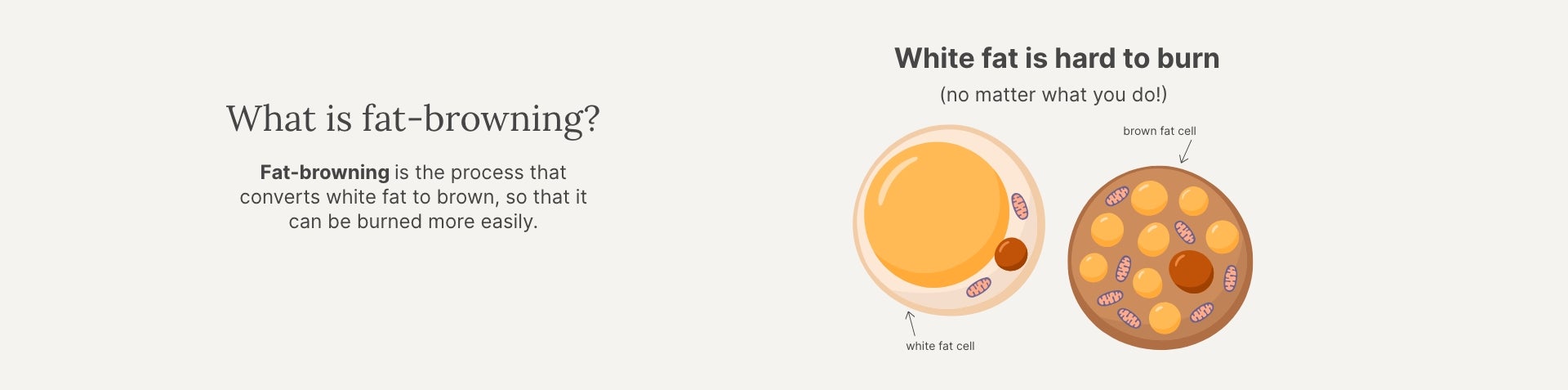 An infographic of fat cells and how NeoraFit can help burn fat when used as part of a healthy lifestyle.