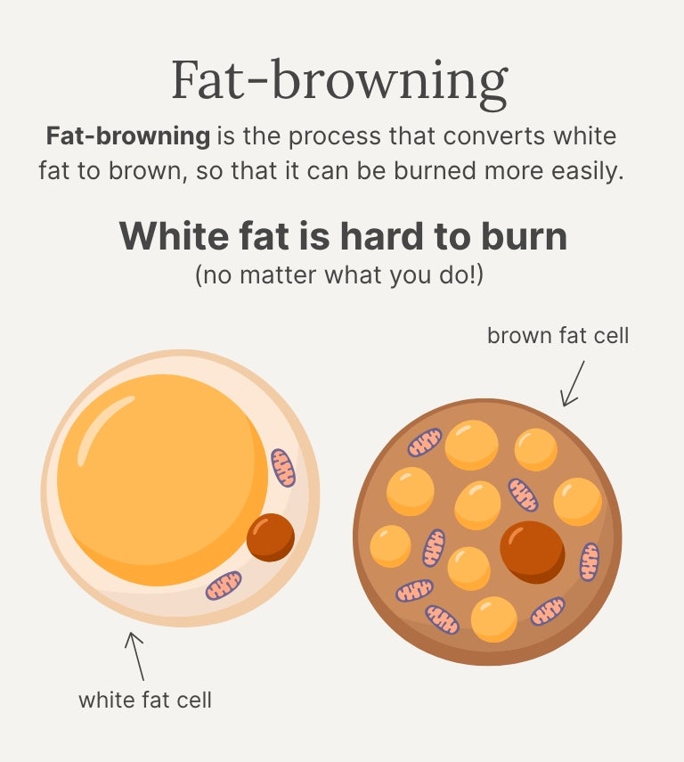 An infographic of fat cells and how NeoraFit can help burn fat when used as part of a healthy lifestyle.