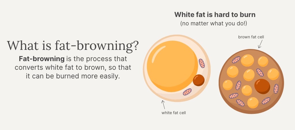 An infographic of fat cells and how NeoraFit can help burn fat when used as part of a healthy lifestyle.